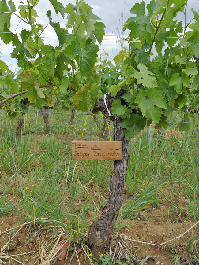 Виноградник на урожай